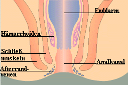 Anatomie Dickdarm